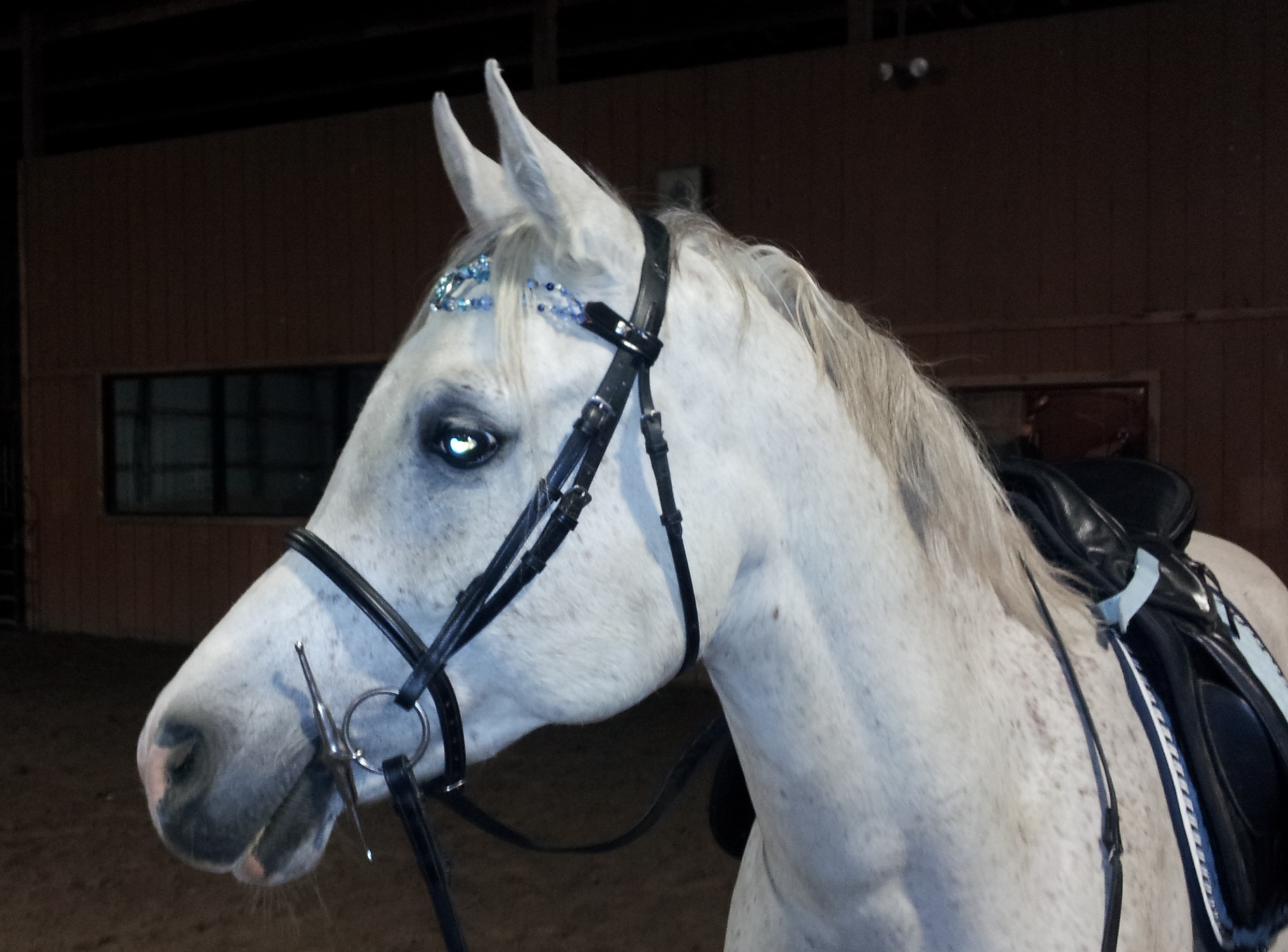 Equine Inspirations at HauteCritters